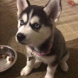 Meet your Posher, Luis